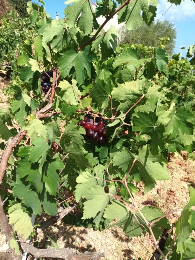 Вилла Οίνου Γη Ιθάκη - Winelandithaca Perachori Экстерьер фото